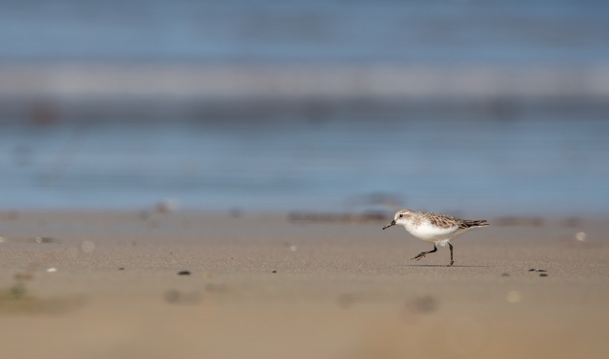 Red-necked Stint - Ethan Grills