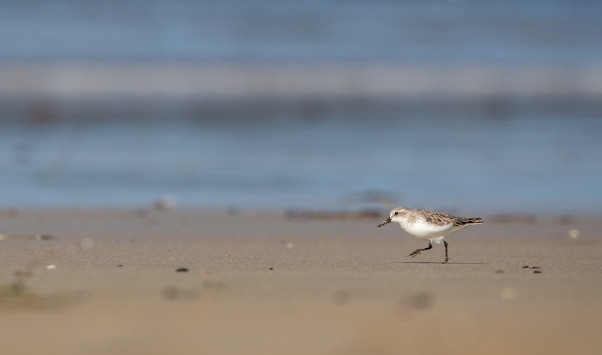 Red-necked Stint - ML619332740