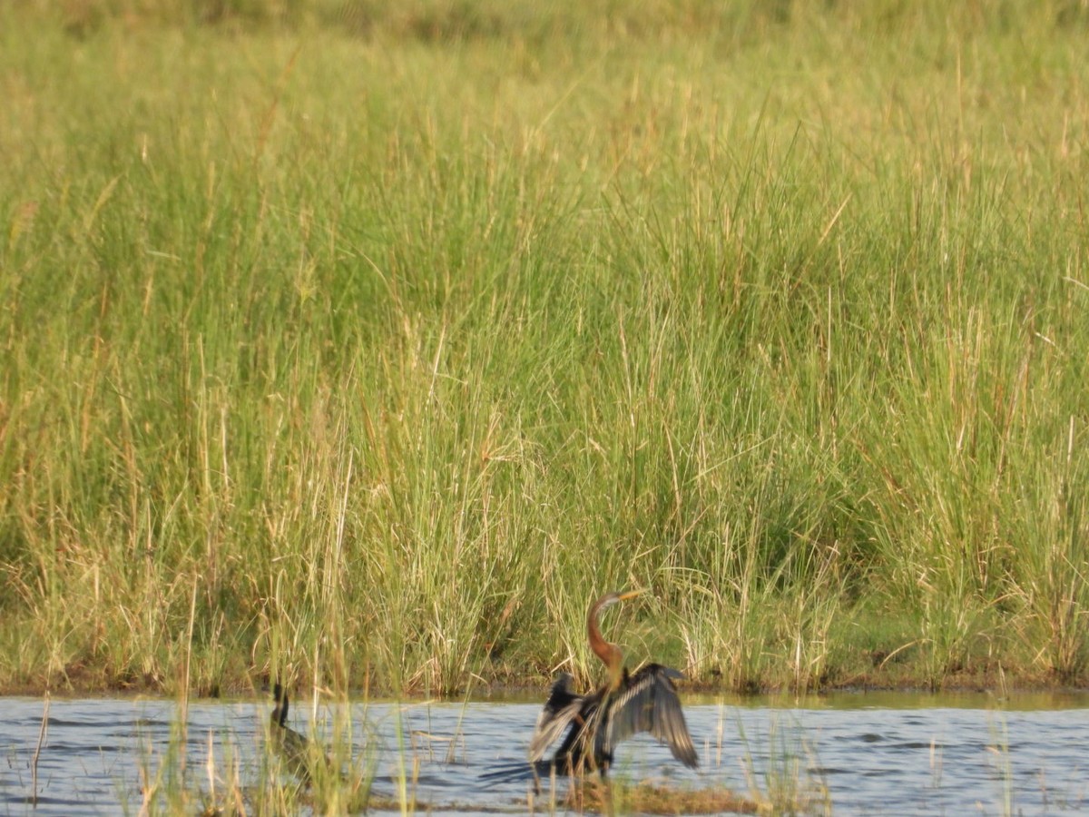 Oriental Darter - VANDANA MOON