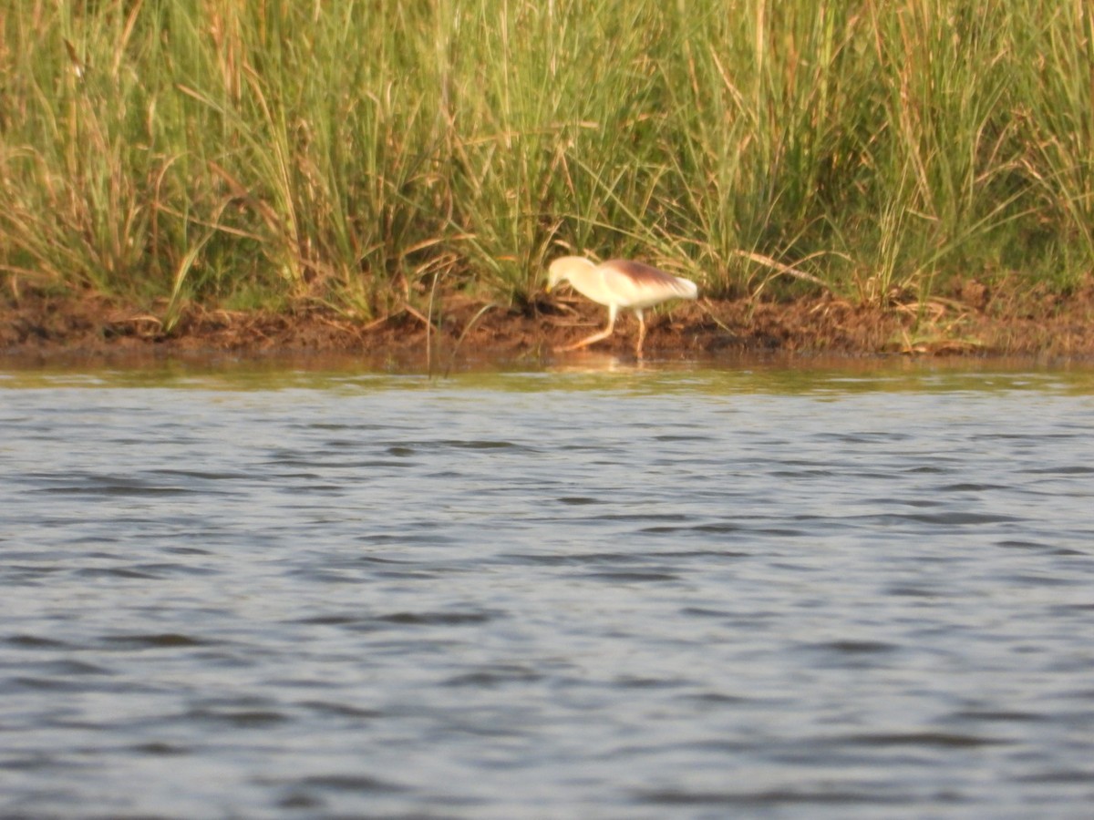 Indian Pond-Heron - VANDANA MOON