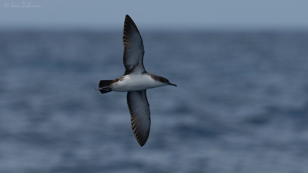 Yelkouan Shearwater - ML619332764