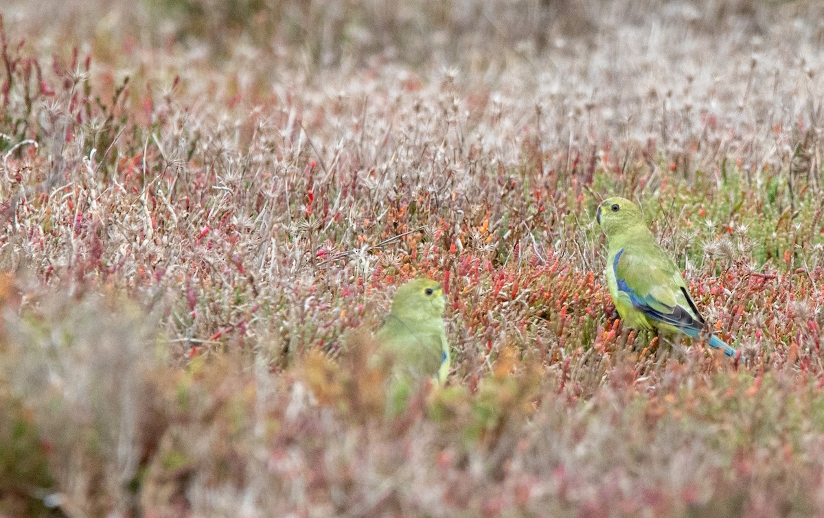 Blue-winged Parrot - ML619332765