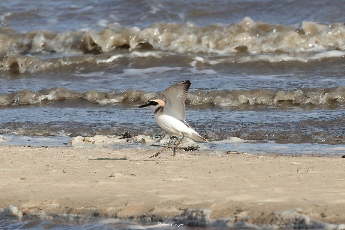 Greater Sand-Plover - Robyn Cuzens