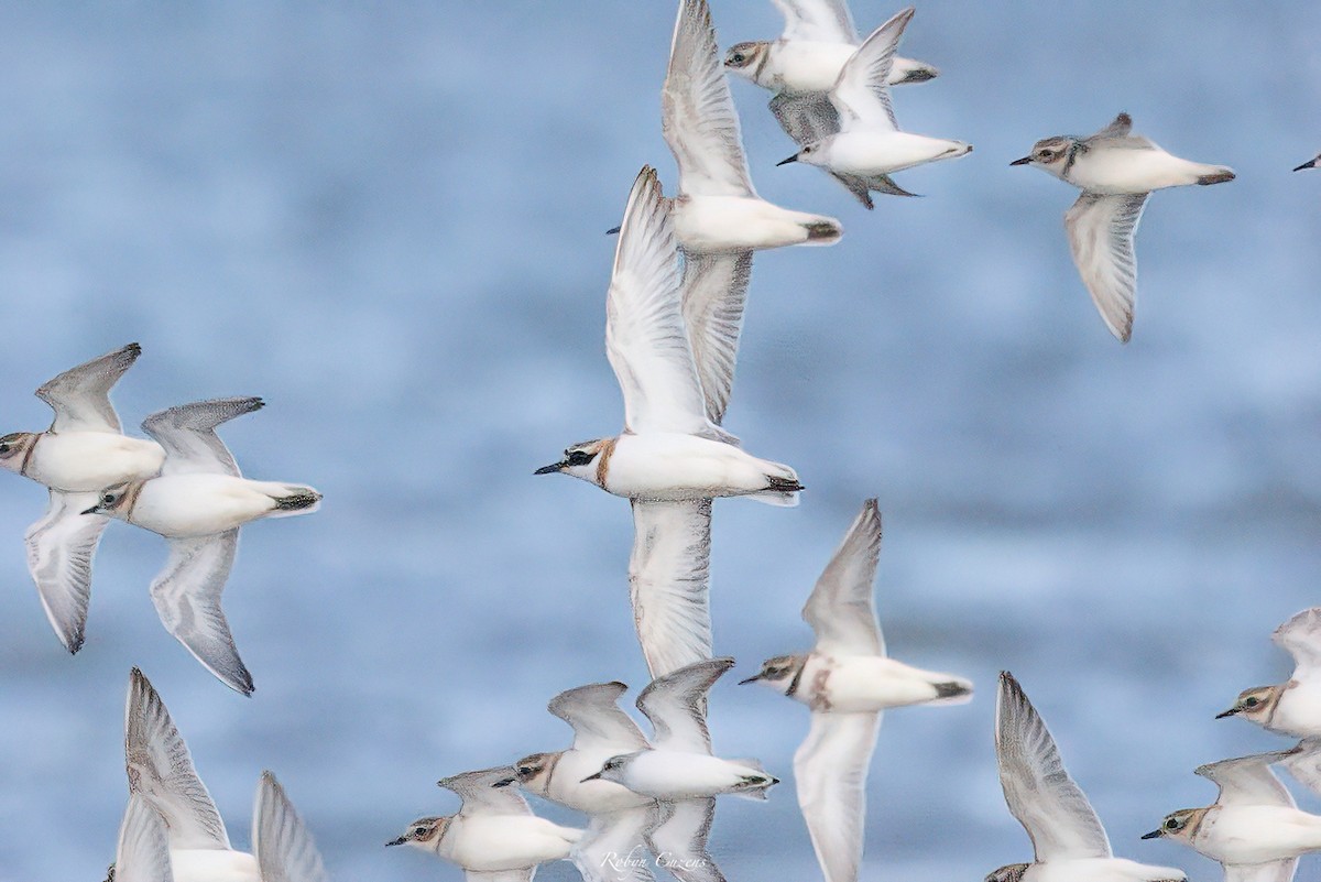 Greater Sand-Plover - Robyn Cuzens