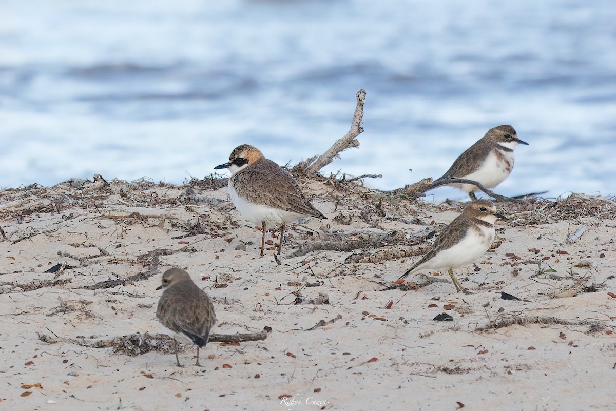 Greater Sand-Plover - Robyn Cuzens