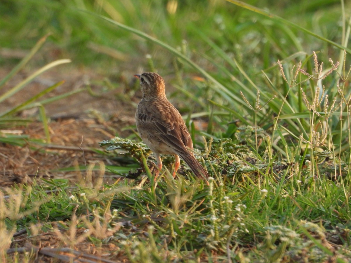 Indian Bushlark - ML619332780