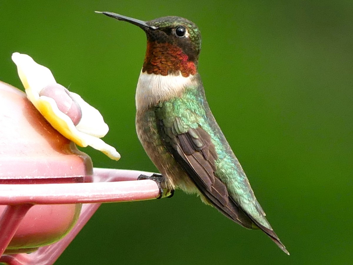 Ruby-throated Hummingbird - Gérard  Viens