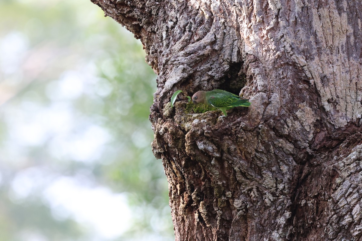 Blue-rumped Parrot - Chai Thiam Lau