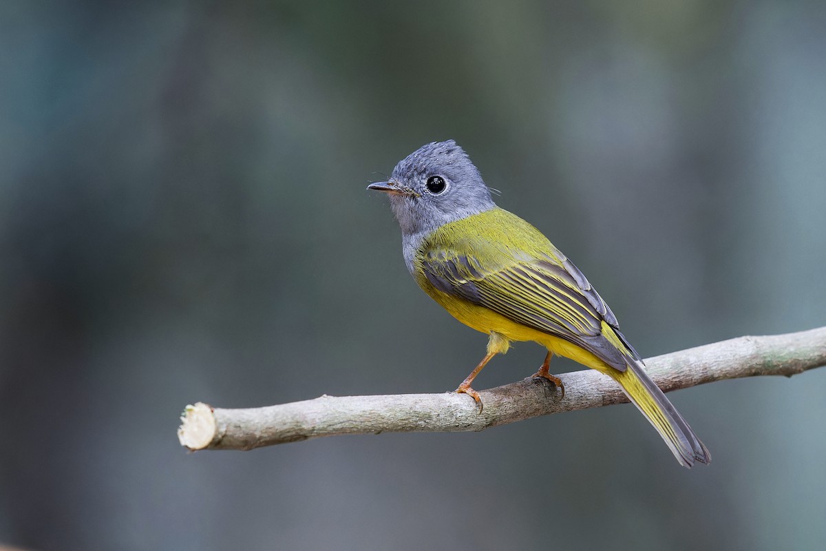 Gray-headed Canary-Flycatcher - Se Chea