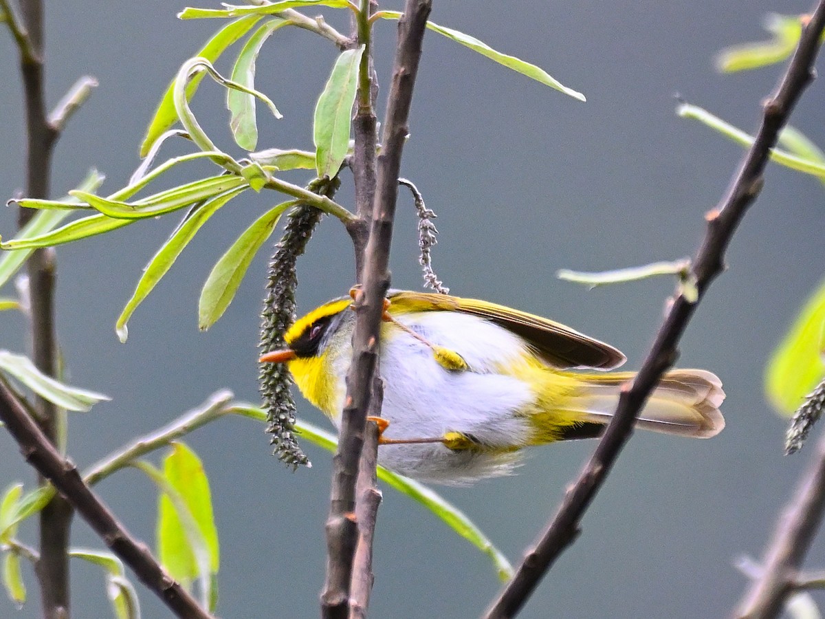 Black-faced Warbler - Anshu Arora
