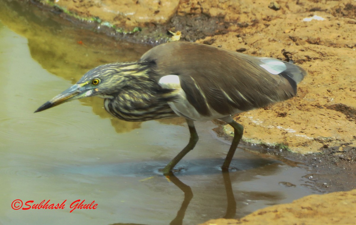 Indian Pond-Heron - SUBHASH GHULE