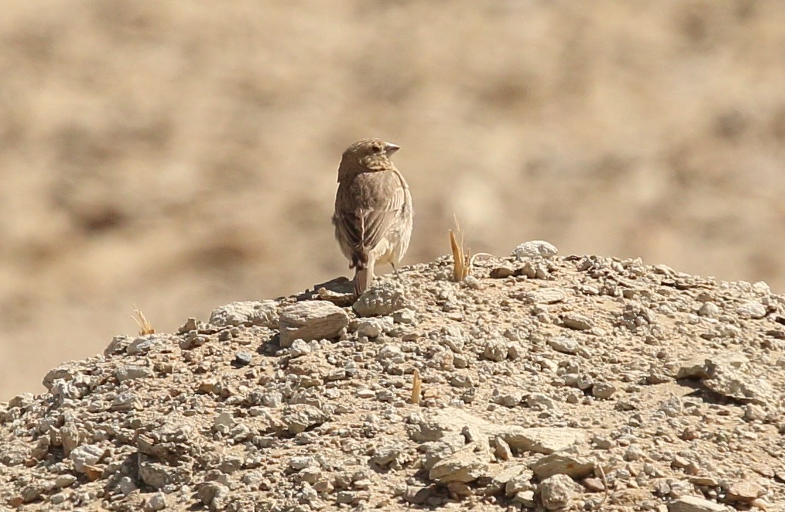 finch sp. - Surendhar Boobalan