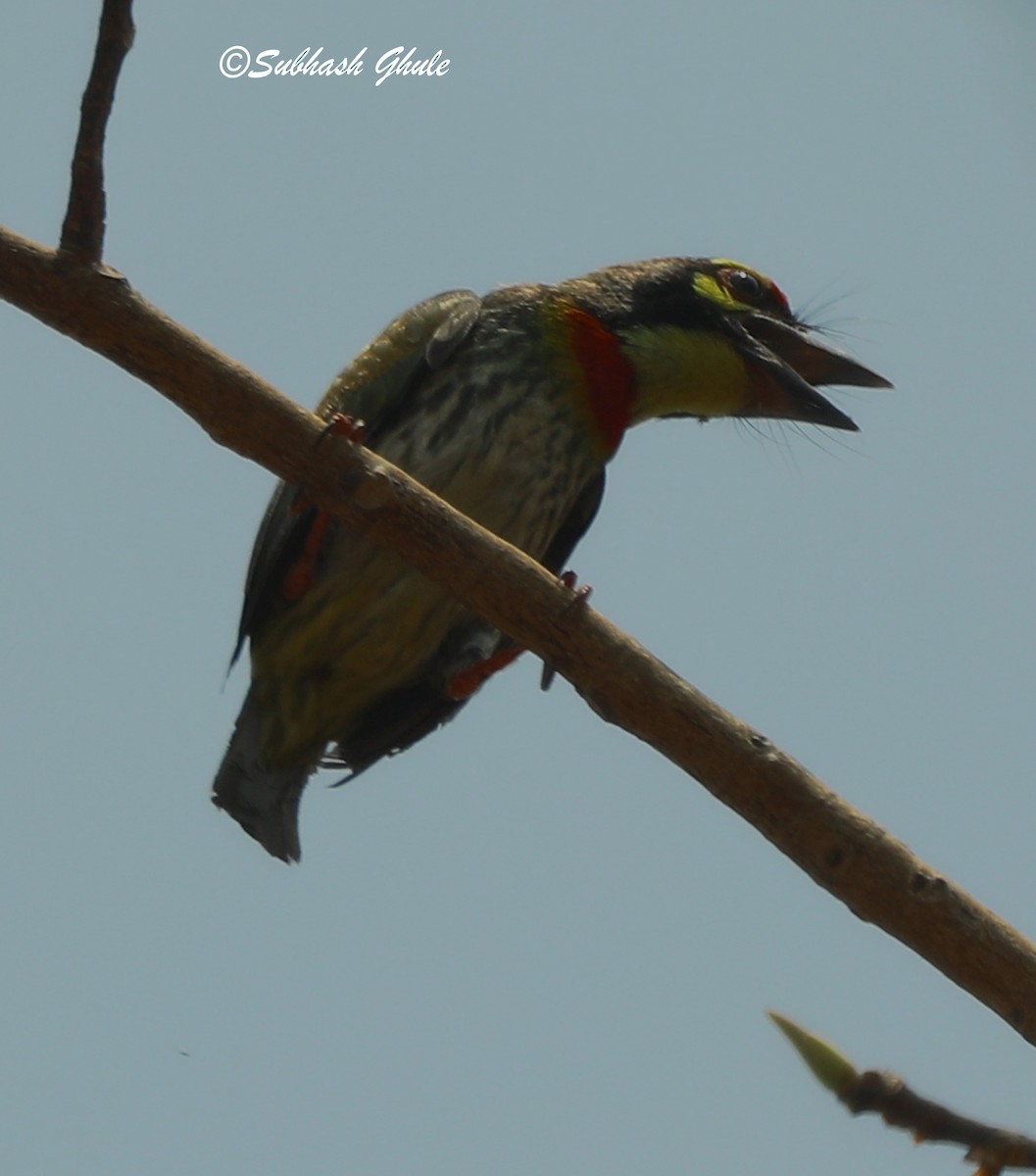 Coppersmith Barbet - SUBHASH GHULE