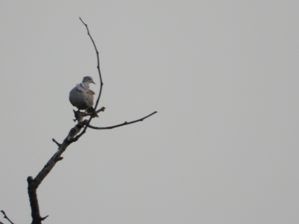 Eurasian Collared-Dove - VANDANA MOON