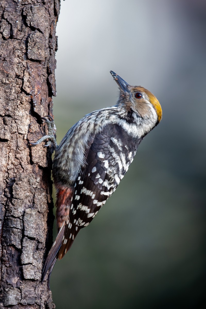 Brown-fronted Woodpecker - ML619332829