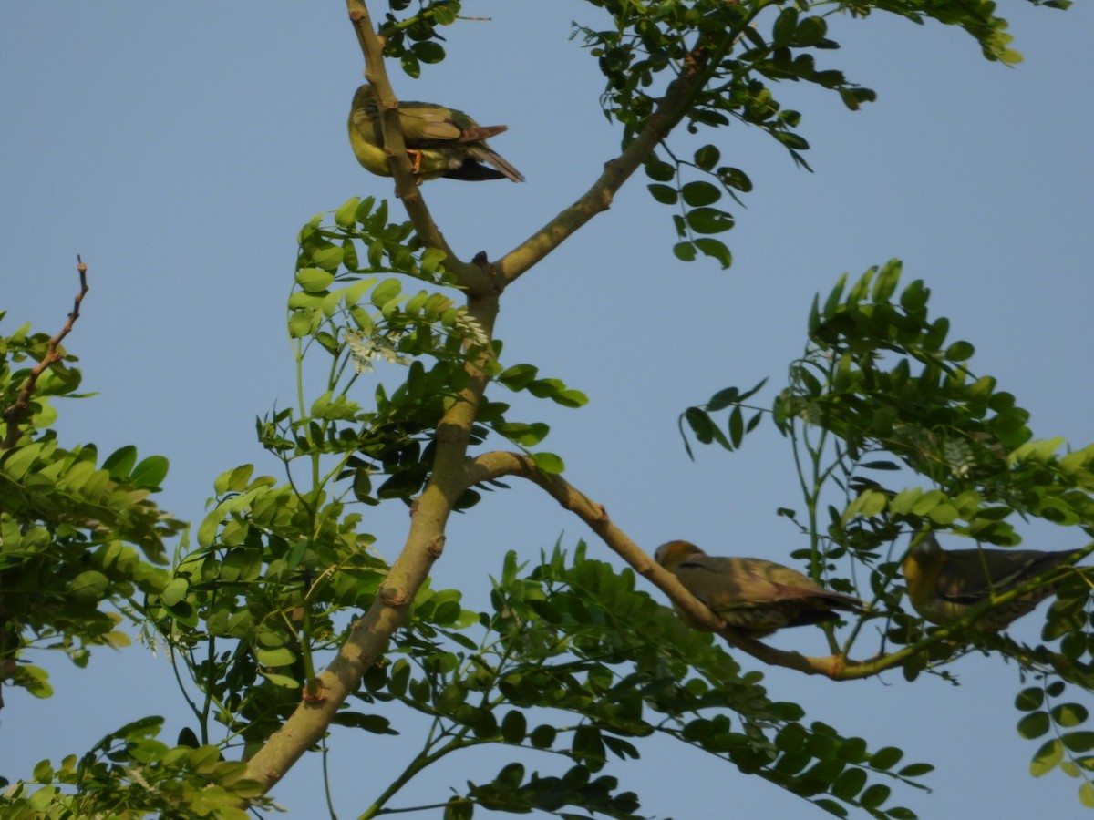 Yellow-footed Green-Pigeon - VANDANA MOON