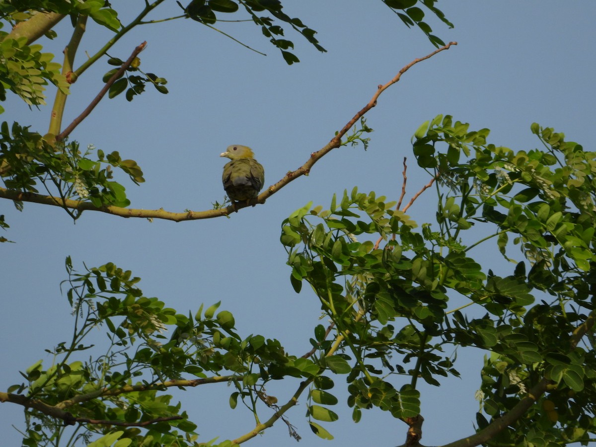 Yellow-footed Green-Pigeon - VANDANA MOON