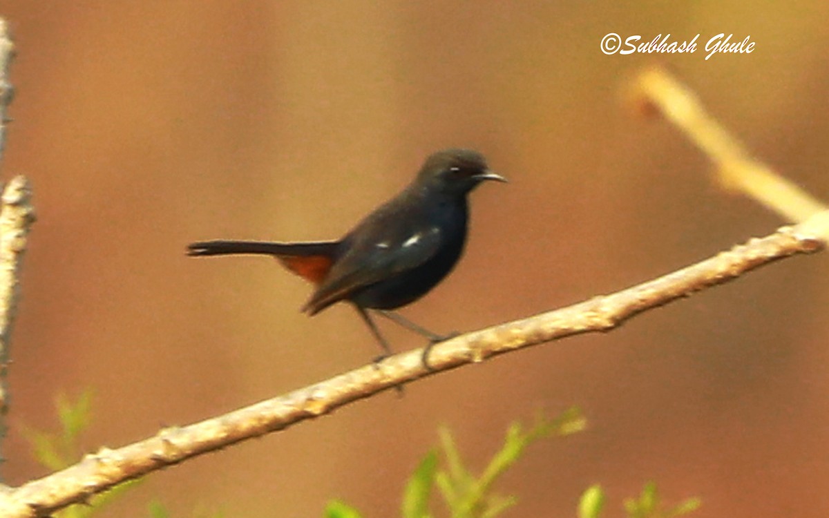 Indian Robin - SUBHASH GHULE