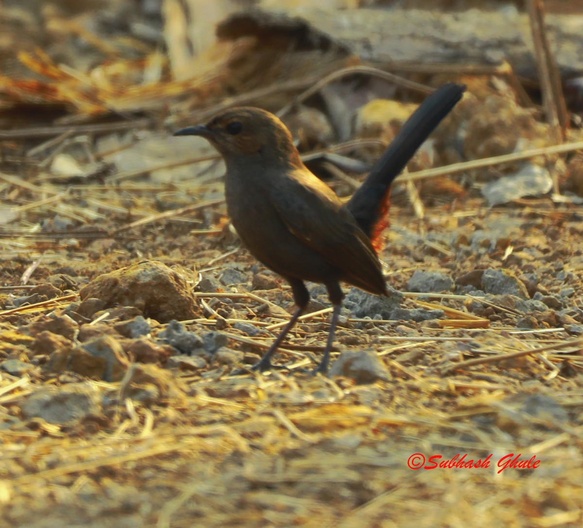 Indian Robin - SUBHASH GHULE