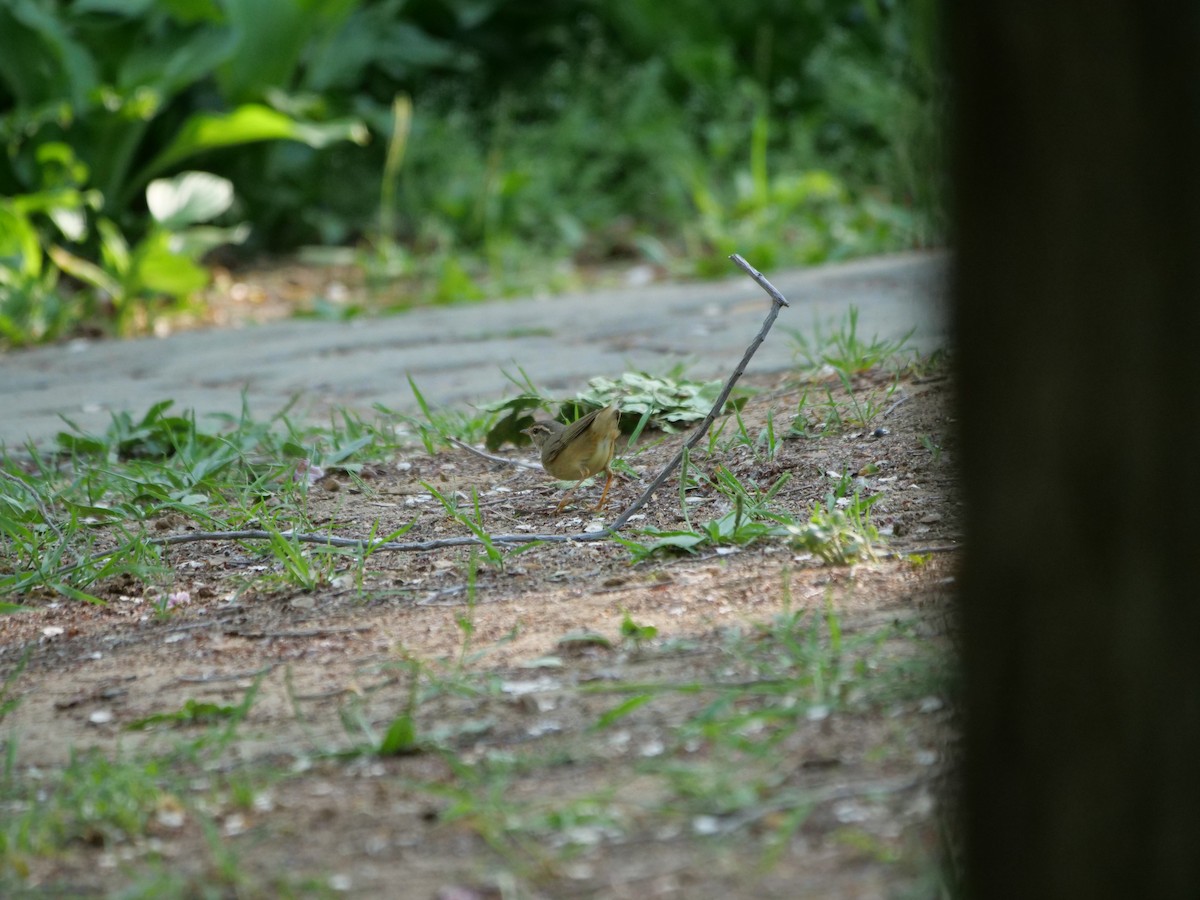 Radde's Warbler - ML619332852