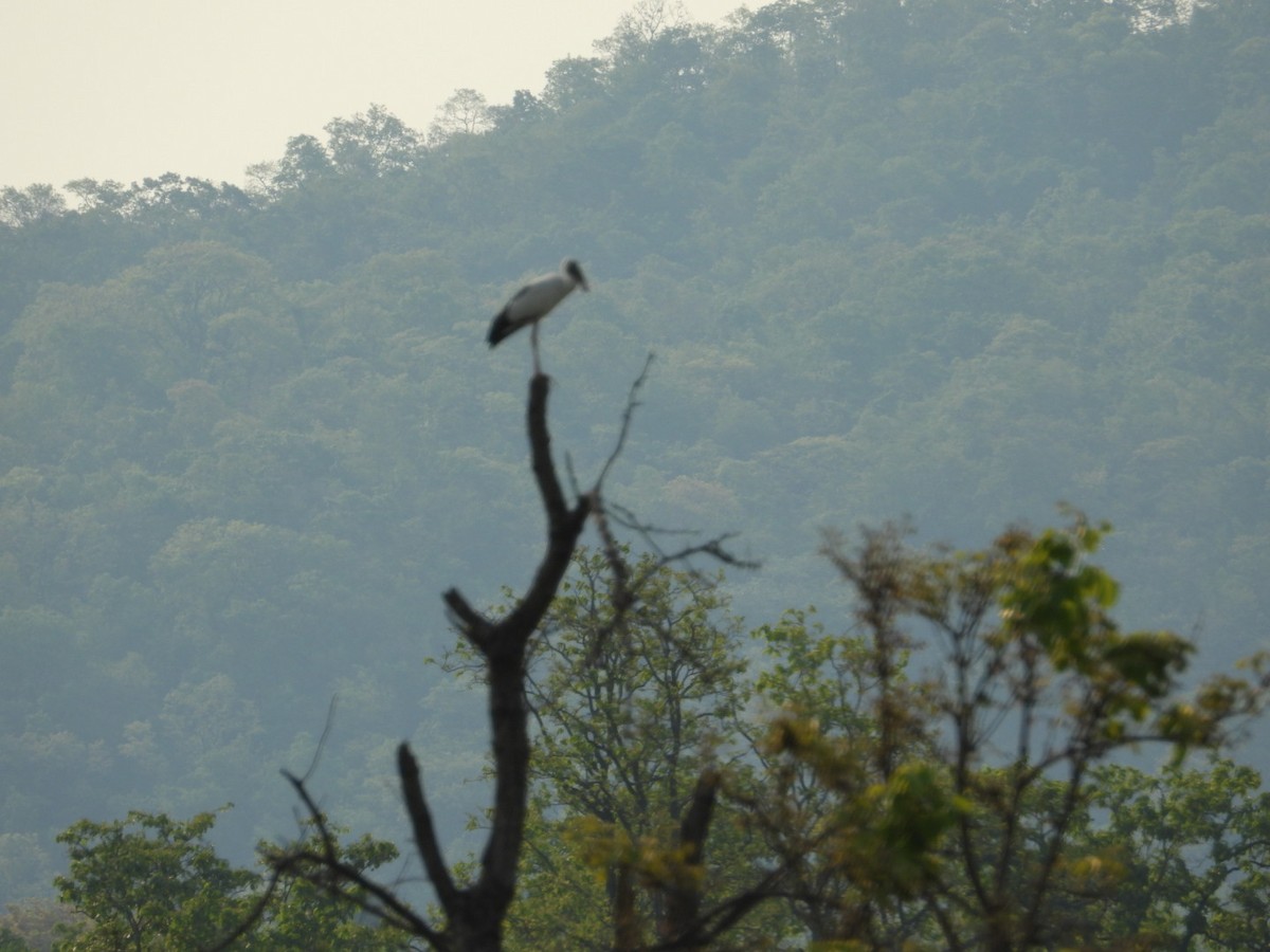 Asian Openbill - VANDANA MOON