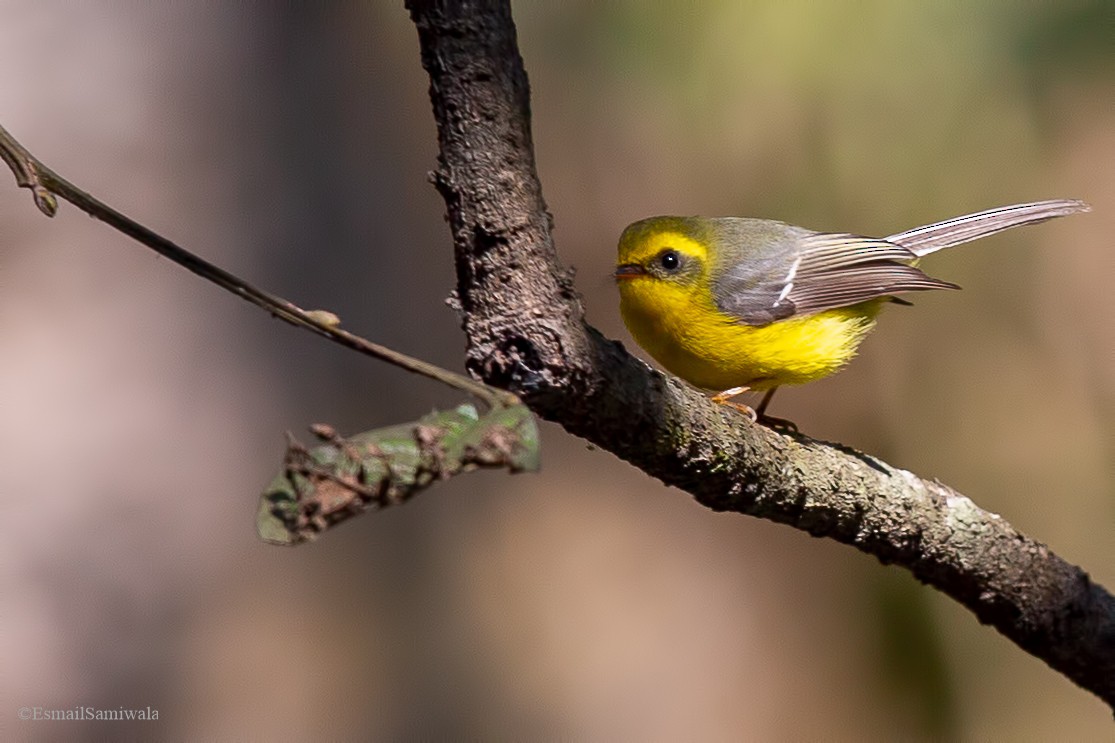 Yellow-bellied Fairy-Fantail - Esmail Samiwala