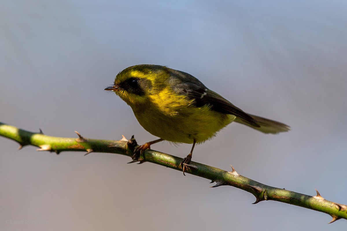 Yellow-bellied Fairy-Fantail - Esmail Samiwala