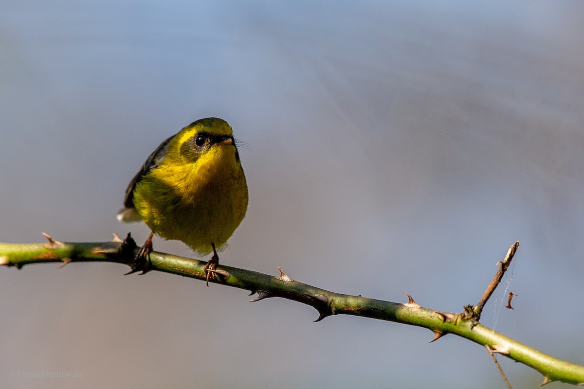 Yellow-bellied Fairy-Fantail - Esmail Samiwala