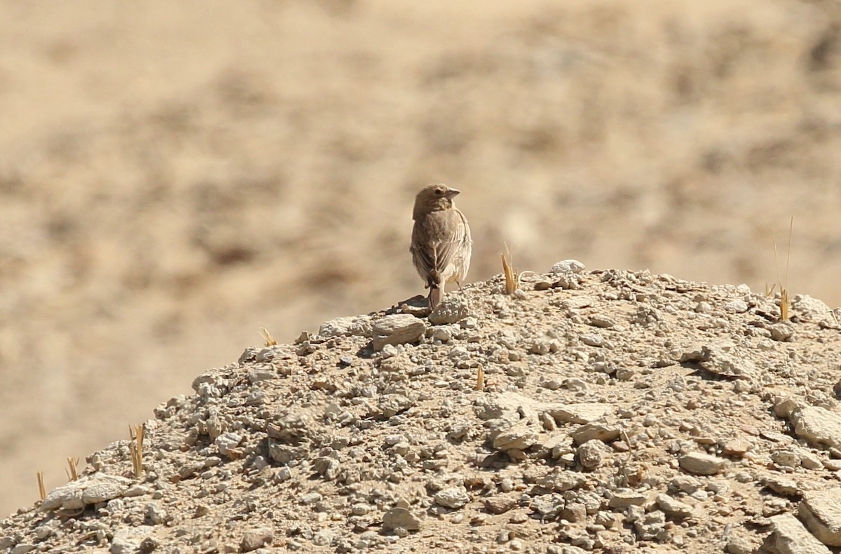 finch sp. - Surendhar Boobalan