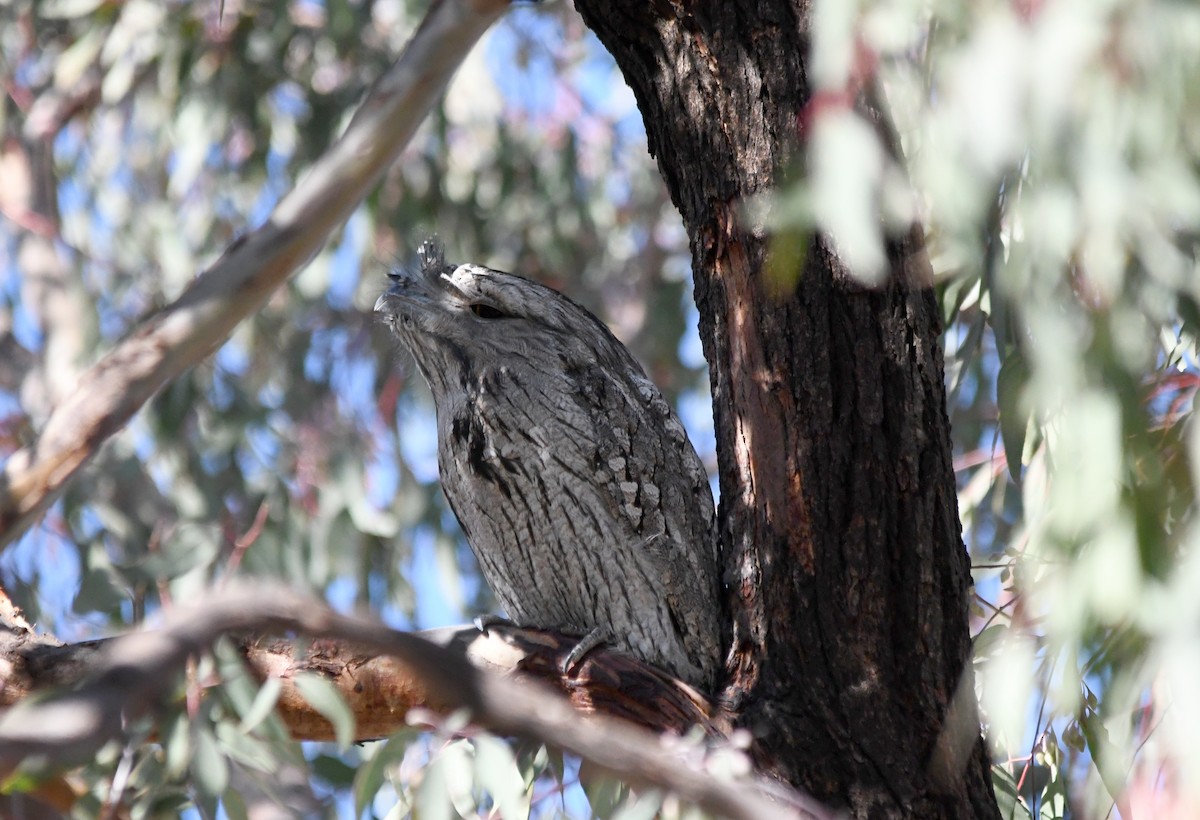 Tawny Frogmouth - ML619332873