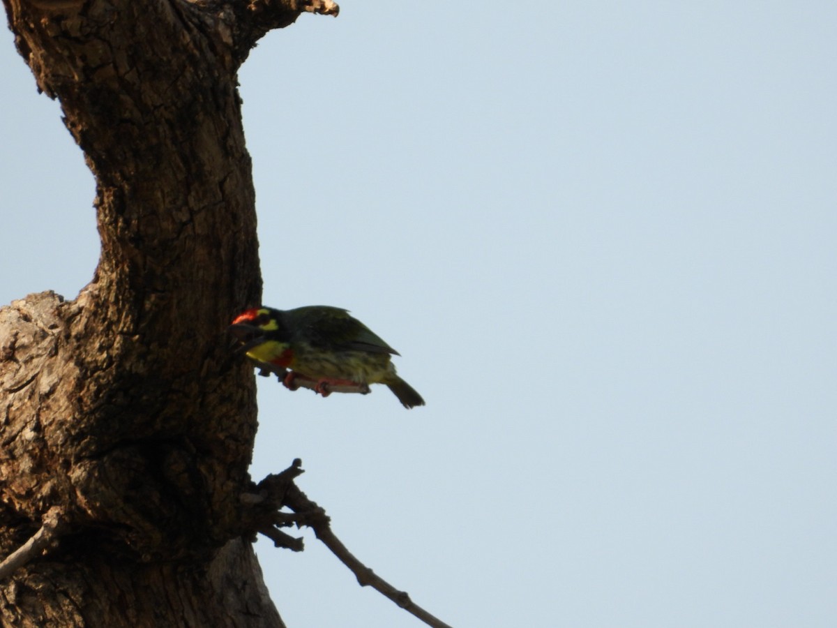 Coppersmith Barbet - VANDANA MOON