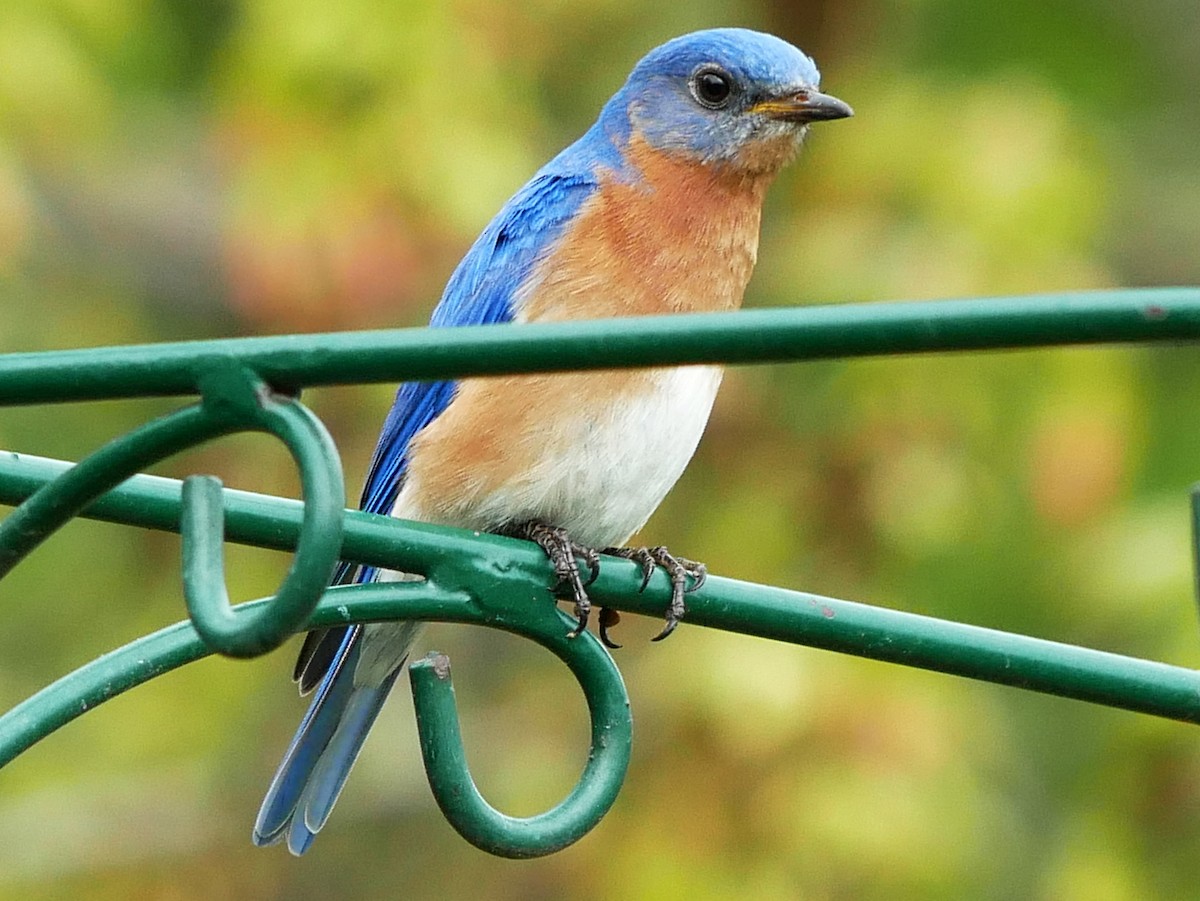 Eastern Bluebird - Gérard  Viens