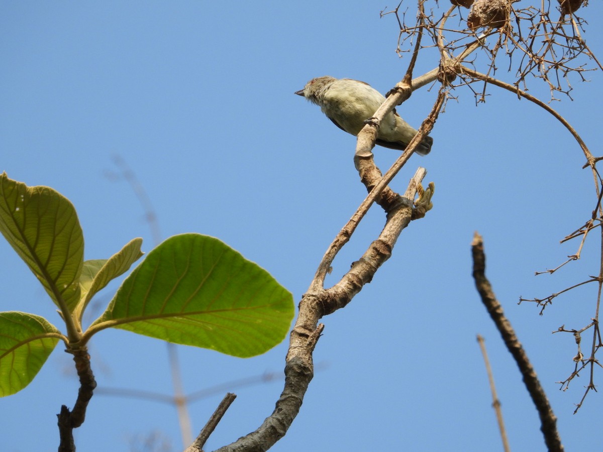 Thick-billed Flowerpecker - VANDANA MOON