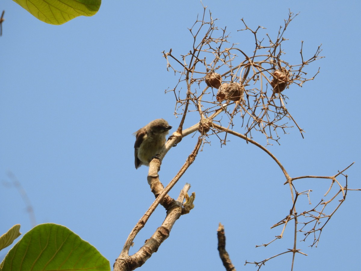 Thick-billed Flowerpecker - VANDANA MOON