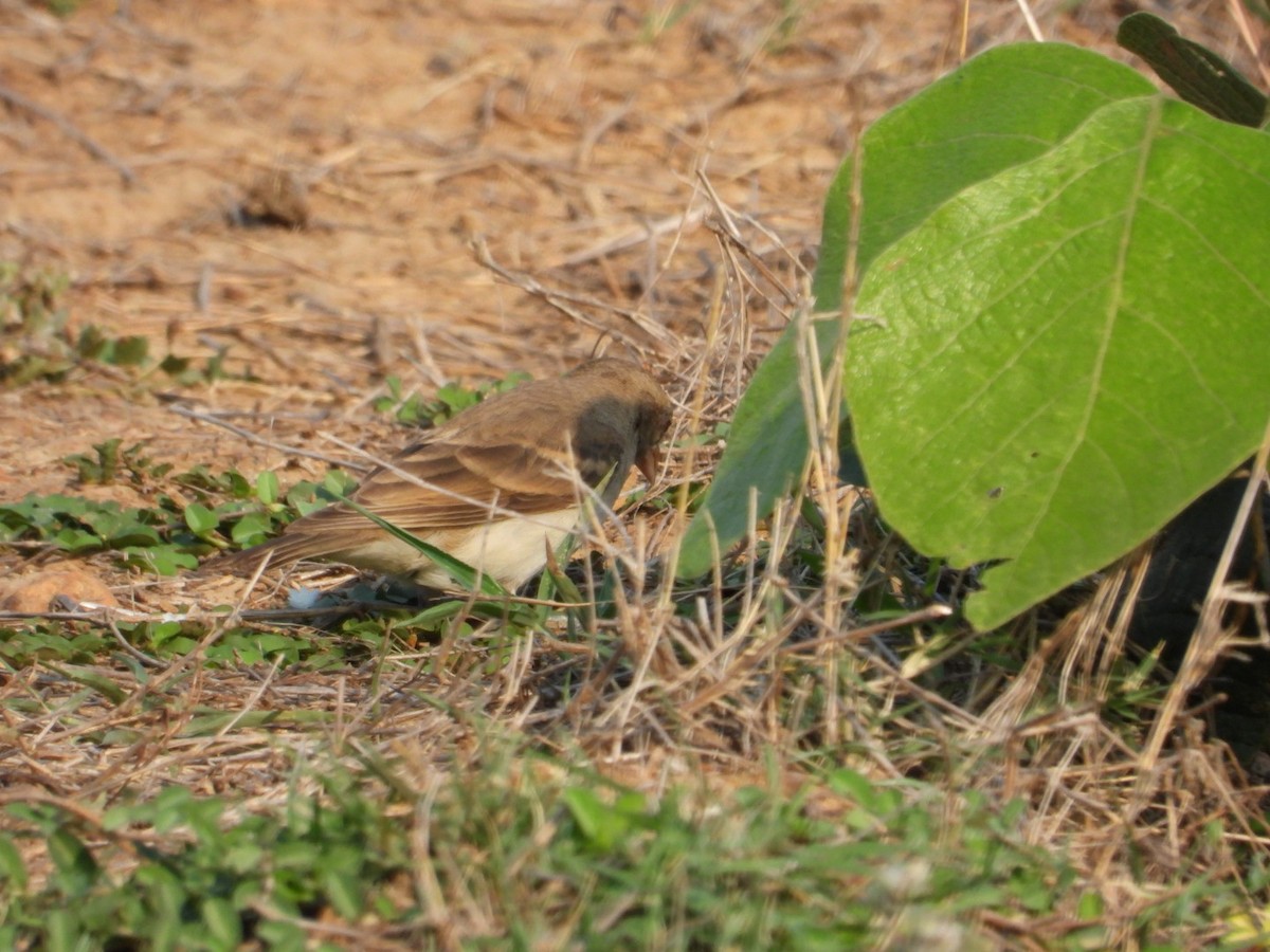 Yellow-throated Sparrow - VANDANA MOON