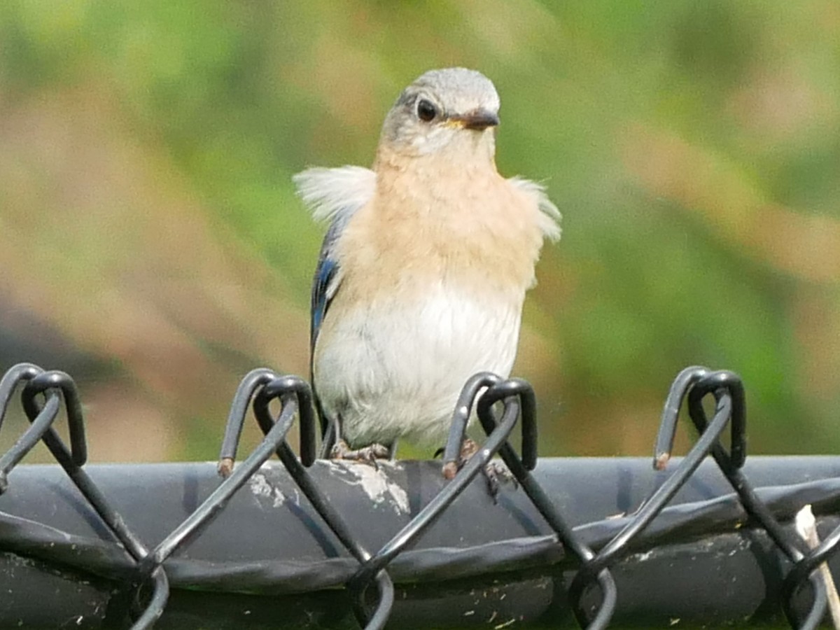 Eastern Bluebird - Gérard  Viens