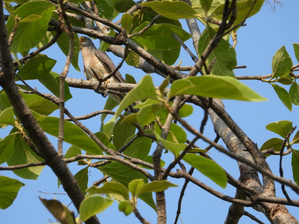 Common Hawk-Cuckoo - VANDANA MOON