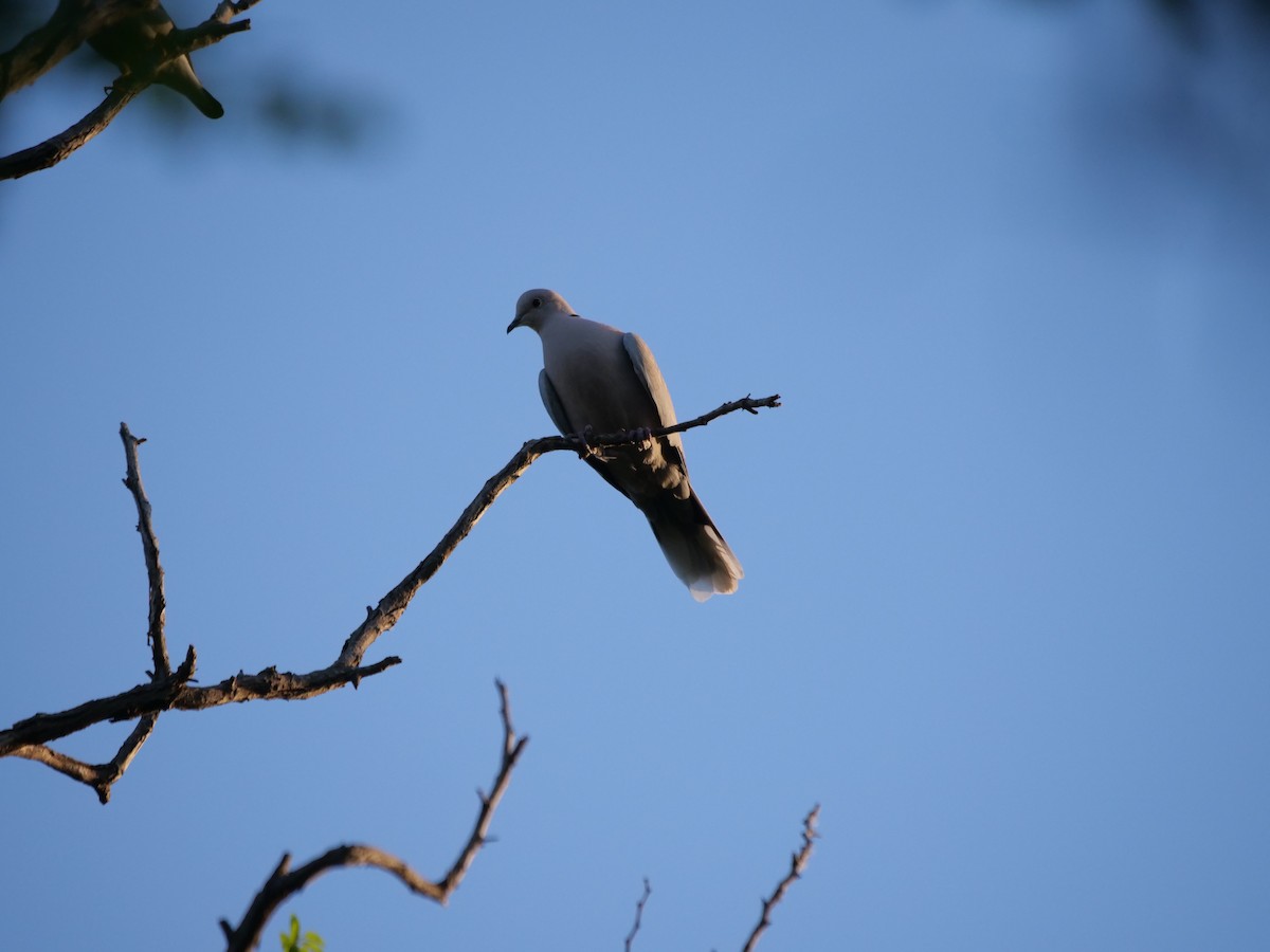 Eurasian Collared-Dove - guangfeng Shao