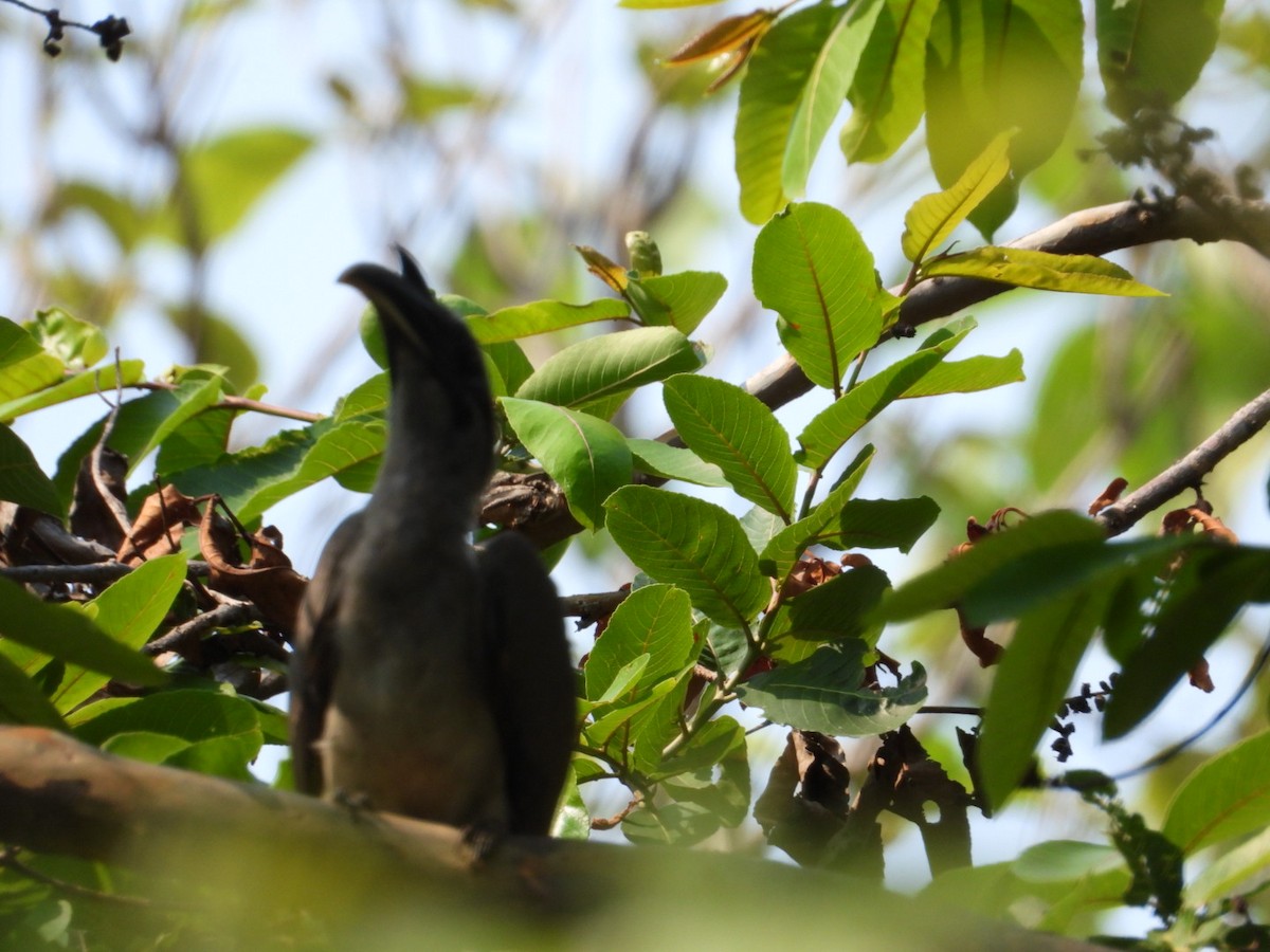 Indian Gray Hornbill - VANDANA MOON