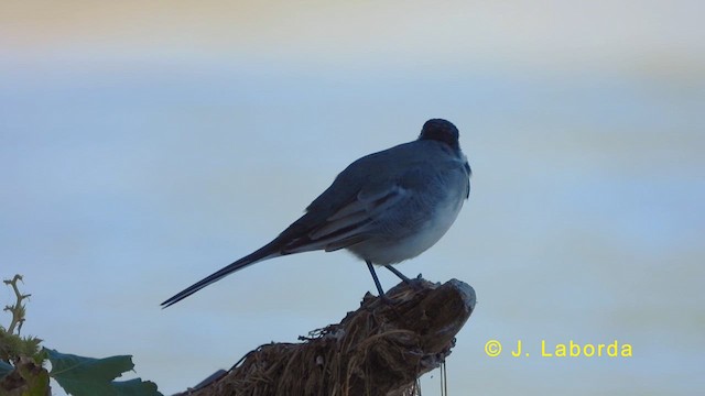 White Wagtail - ML619332946