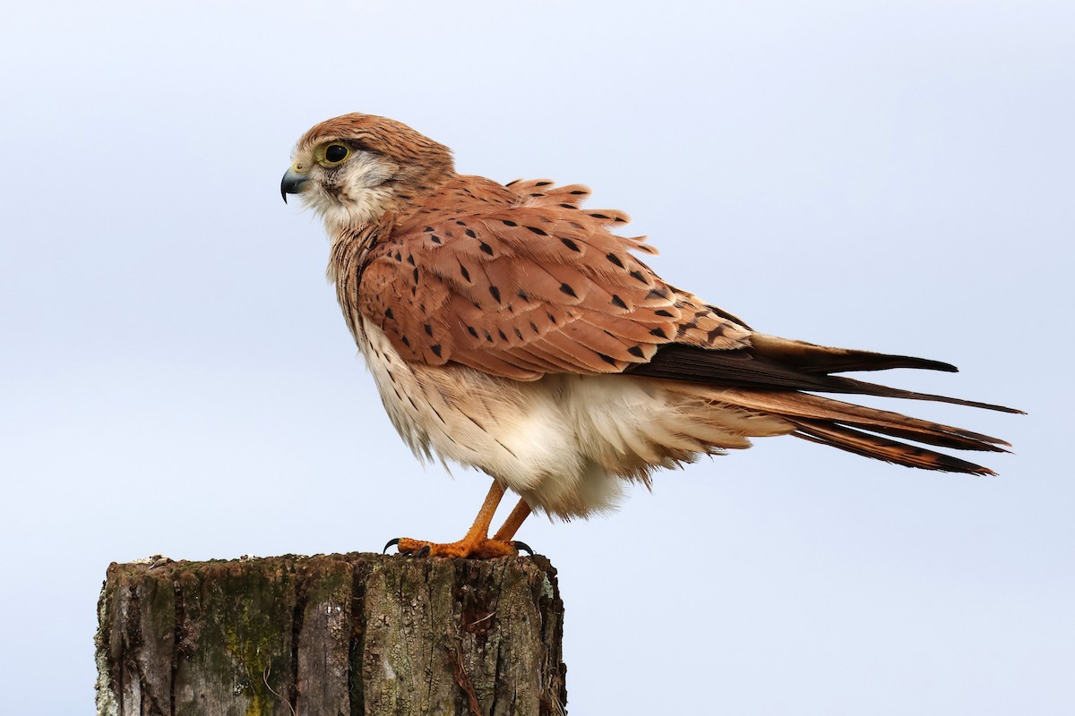 Nankeen Kestrel - ML619332970