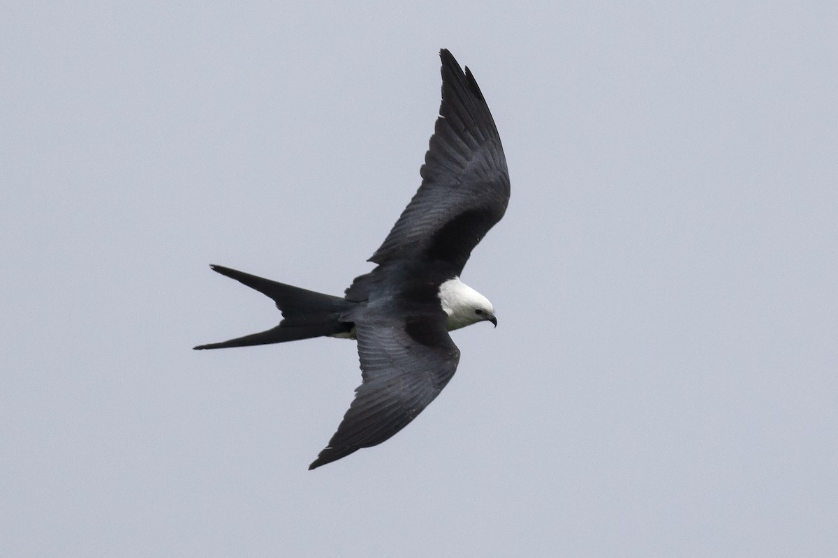 Swallow-tailed Kite - Martin Wall