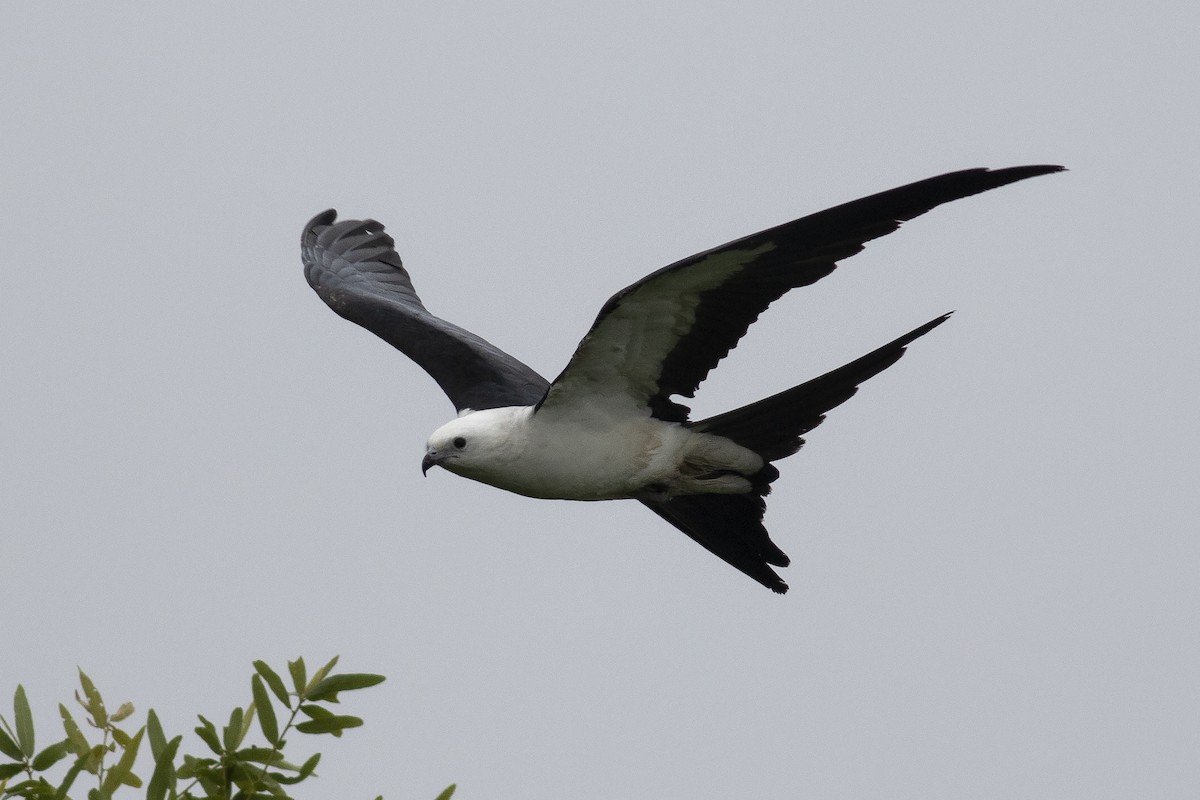 Swallow-tailed Kite - Martin Wall