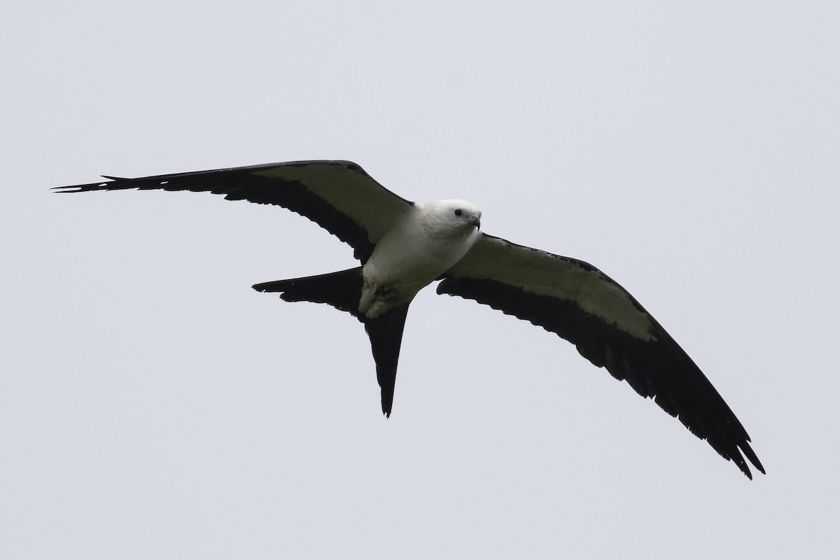 Swallow-tailed Kite - Martin Wall