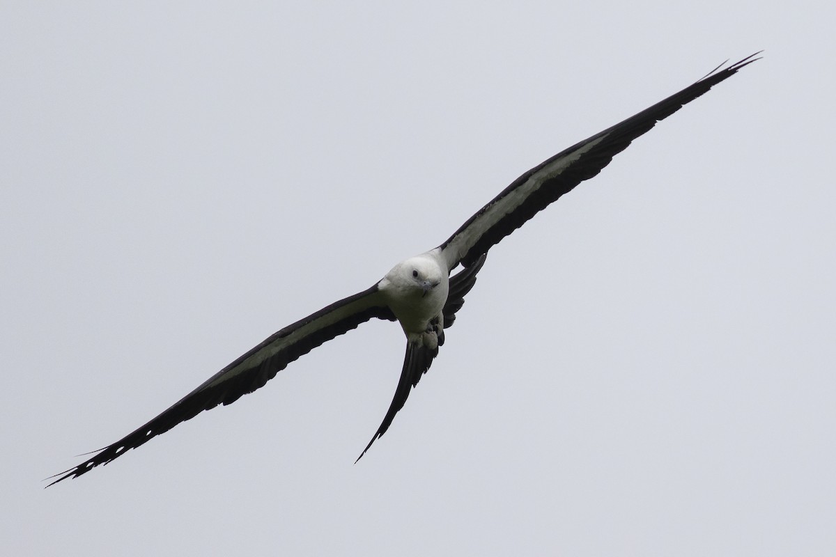 Swallow-tailed Kite - Martin Wall