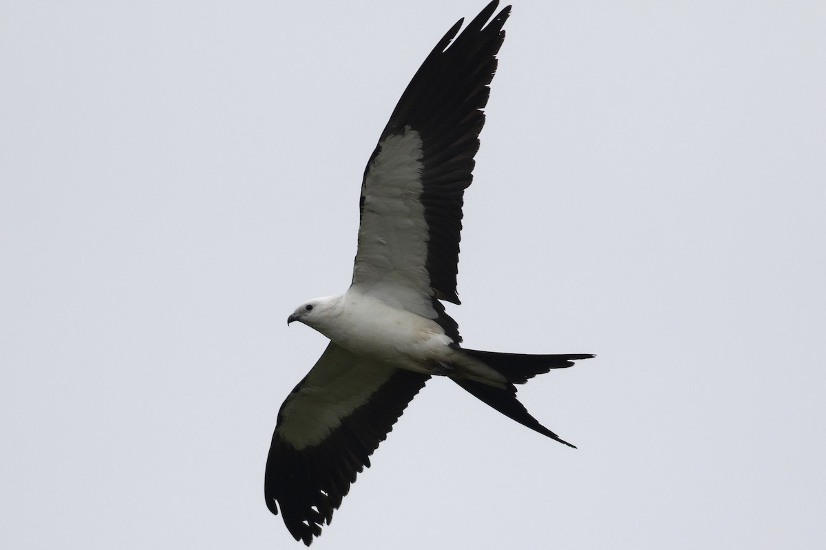 Swallow-tailed Kite - Martin Wall