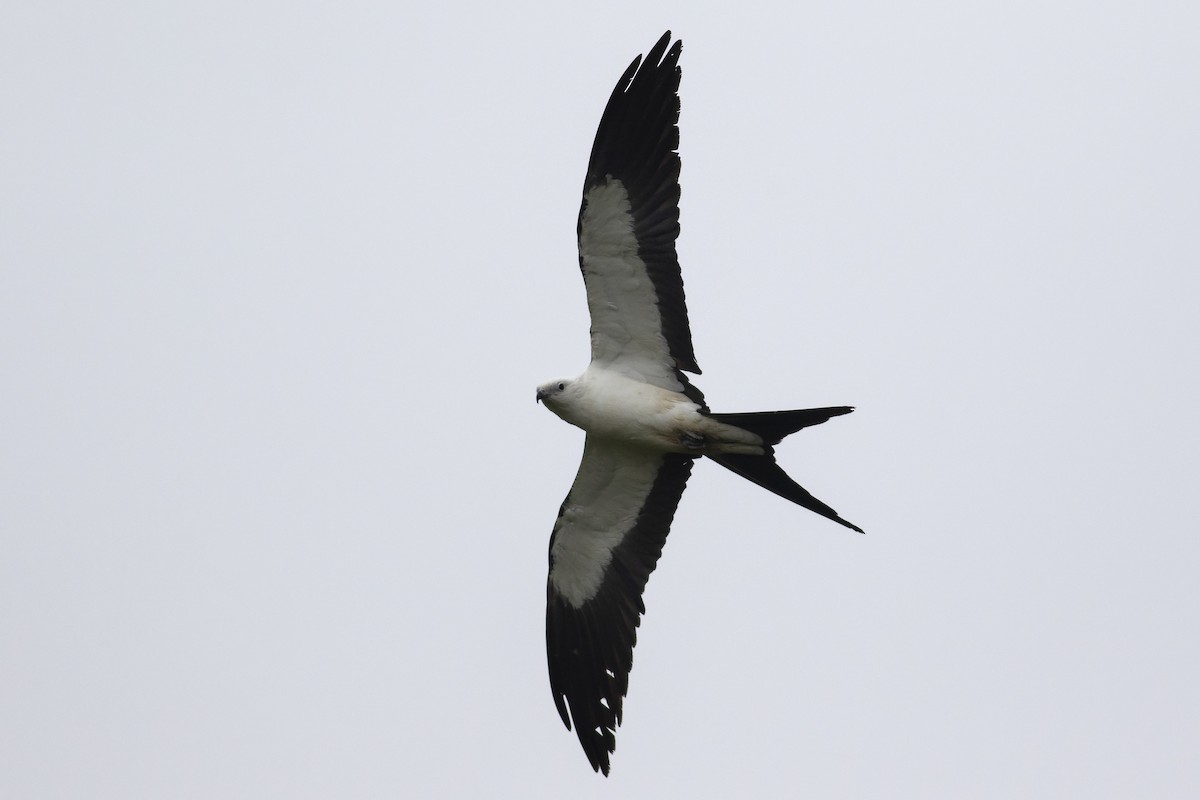 Swallow-tailed Kite - Martin Wall