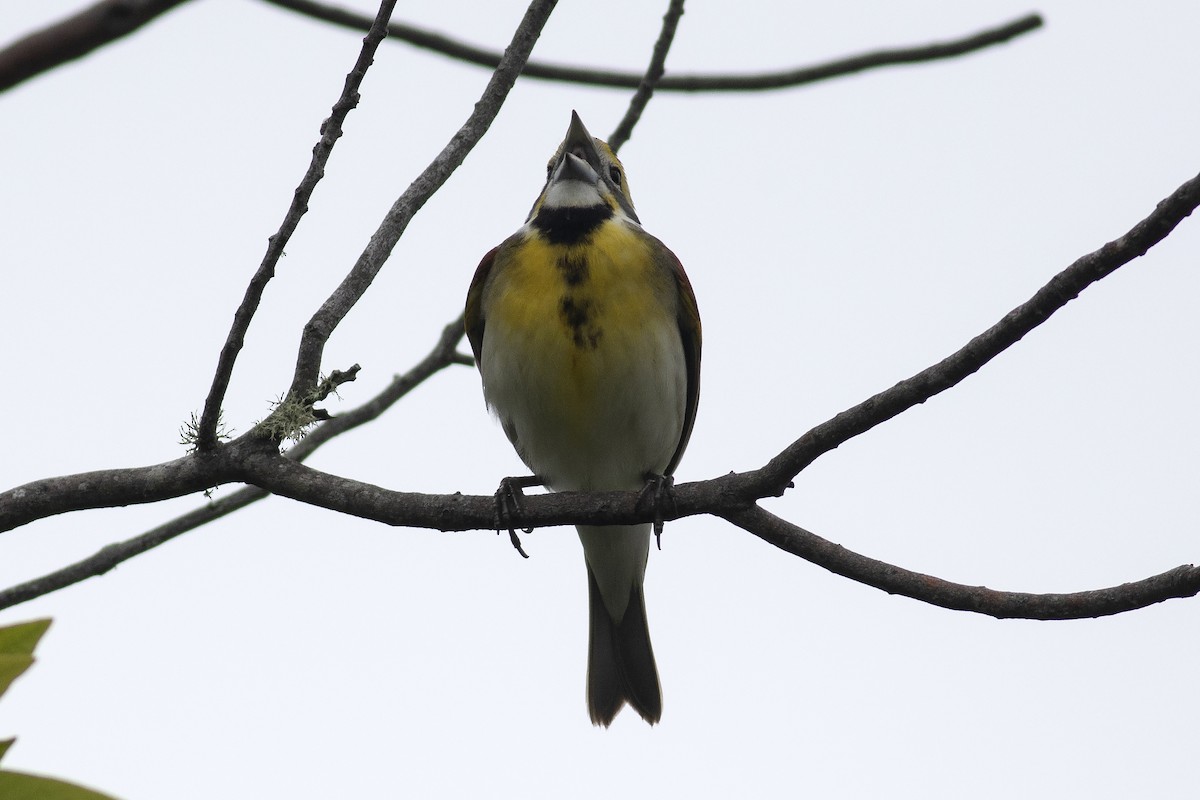 Dickcissel - ML619333033