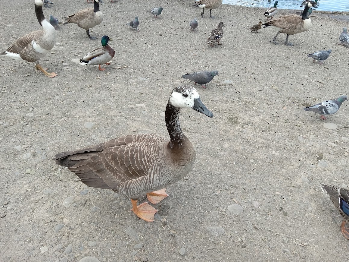 Domestic goose sp. x Canada Goose (hybrid) - Toby Cutler
