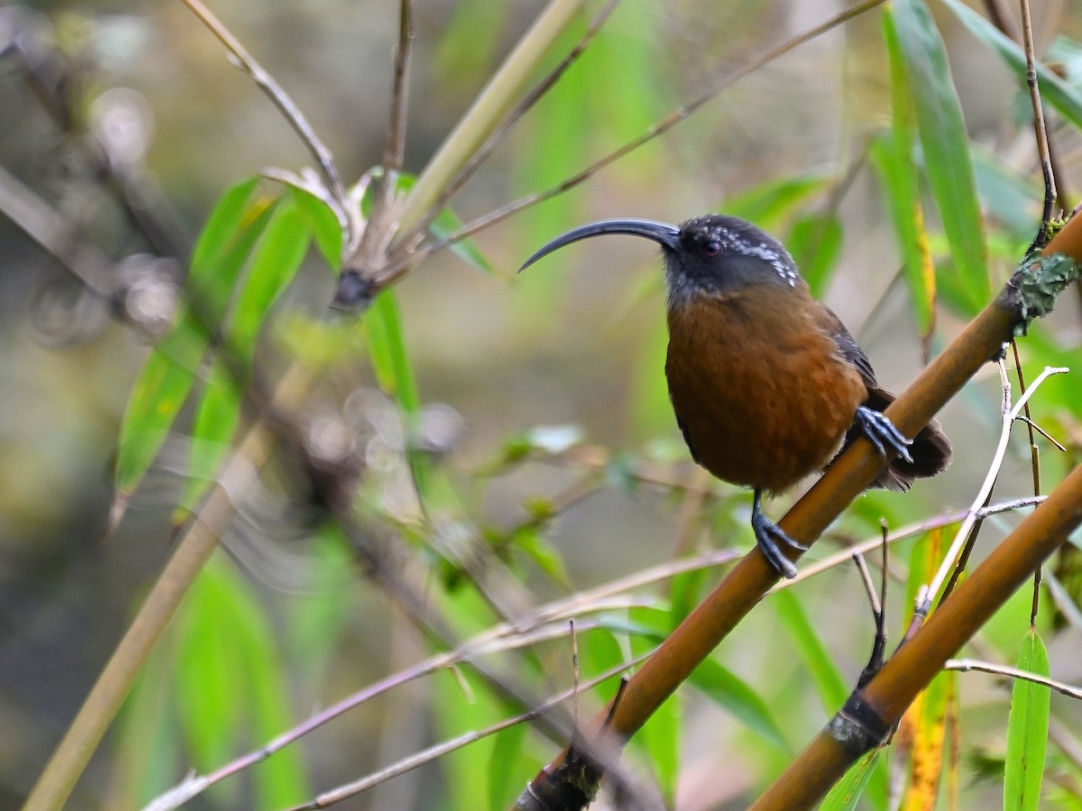 Slender-billed Scimitar-Babbler - ML619333047